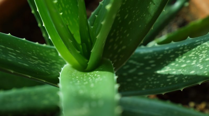 Aloe vera se vyplatí mít doma. Jak rostlinku pěstovat?