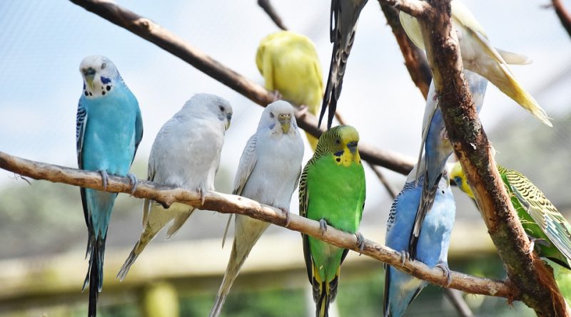 Jakého papouška si vybrat pro domácí chov? Zeptali jsme se odborníků
