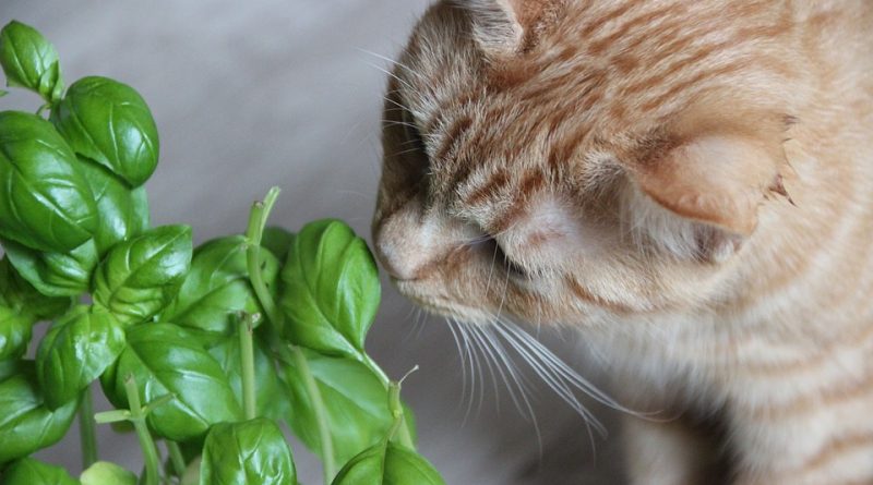 Na jaké pokojové rostliny si dát pozor, když máte doma kočky